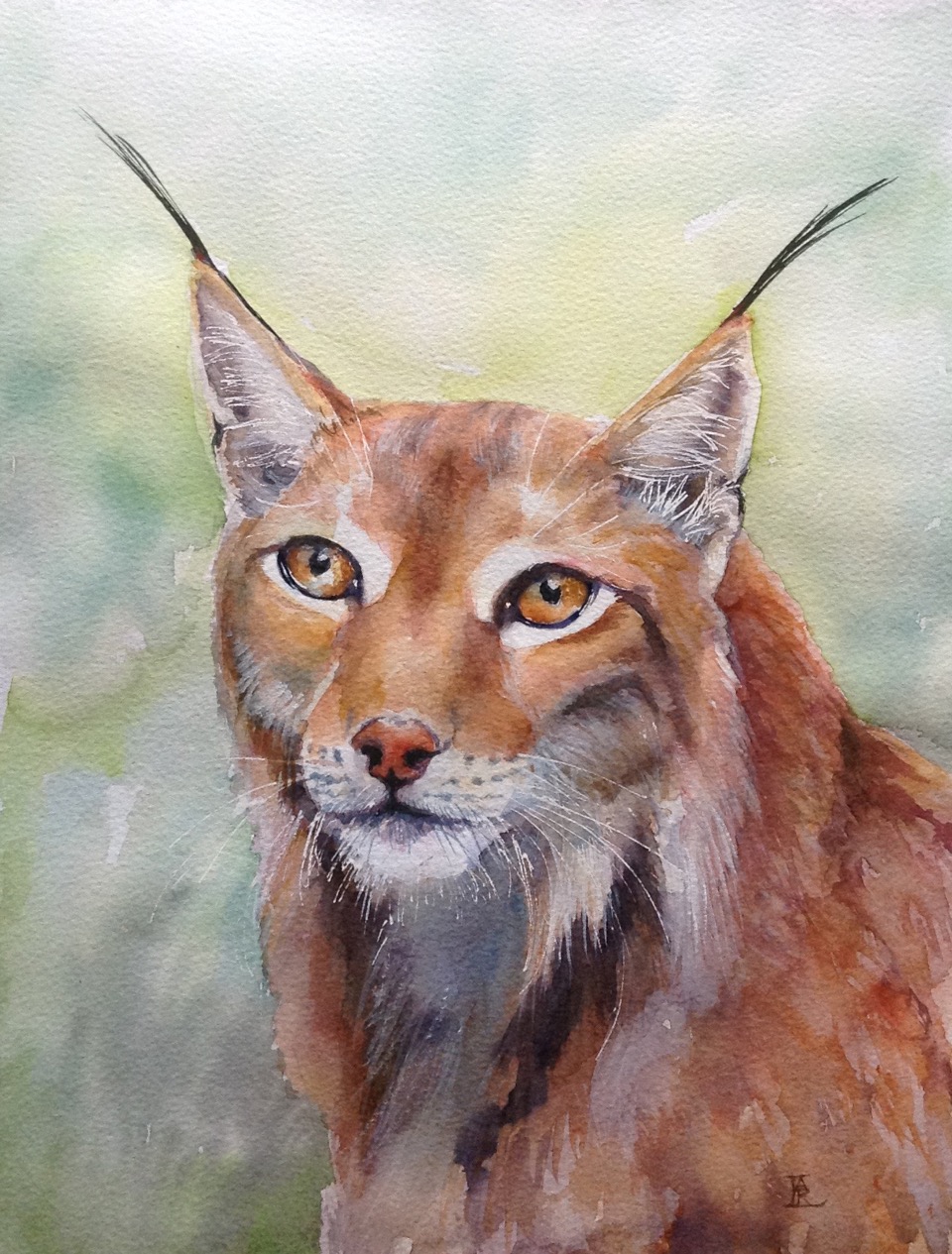 Water colour of an European Lynx By Lesley Rumble